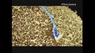 Documental  quotLos espermatozoides y la gran carrera hacia la fecundaciónquot Discovery Channel P17 [upl. by Ardnossak]