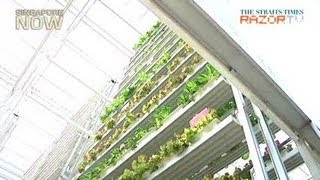 Singapores first vertical farm [upl. by Allicsirp117]