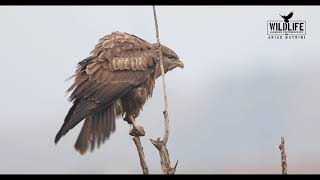 Buteo buteo call [upl. by Wescott]