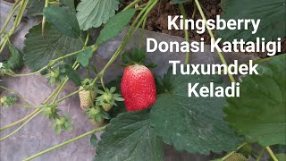 Kingsberry Mevasini Kattaligi Tovuq Tuxumidek Keladi Adbor [upl. by Adiaros]