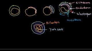 Developmental biology part 9  Gastrulation in chick [upl. by Nekial681]