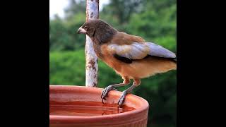 Rufous treepie coloredcrow birds largebirds rufous rufoustreepie [upl. by Indira]