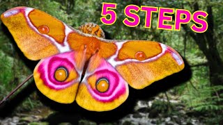 5 EASY STEPS How to Breed the quotMadagascar Bullseye Silkmothquot Antherina suraka [upl. by Kinson]