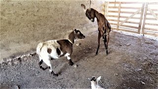 BATTLE FOR THE BARN Introducing A New Goat To The Herd [upl. by Leehar]