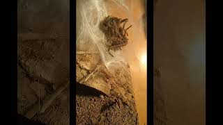 GBB tarantula molt timelapse [upl. by Ycat]