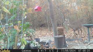 Deer eating deer block and listening to the woods [upl. by Farhsa795]