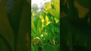 Palak germination part 2 song music natural organicgarden [upl. by Inej]