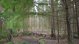 Winter Country Park Walk In Devon Part 5 4K [upl. by Houston]