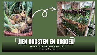 UIEN OOGSTEN EN DROGEN I Moestuin de Volharding [upl. by Anivlem]