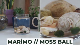 Marimo Moss Ball Yosun Topu Bakımı marimo marimomossball mossball [upl. by Elraet486]