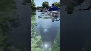 This friendly manatee wanted to be part of our kayak tour 😍🏝🚣🏼 [upl. by Ayekel]