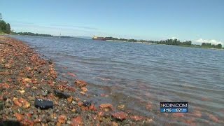 Sauvie Island wants protection from Swan Island [upl. by Strader554]