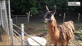 VIDÉO Le lama Koutoukou rejoint le parc animalier Del Sol de Pamproux [upl. by Letram]