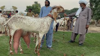 Pakistan Biggest Makhi Cheeni Beetal Goats Farm Haidry Goat Farm goat goatfarming bakra farming [upl. by Attelrahc359]