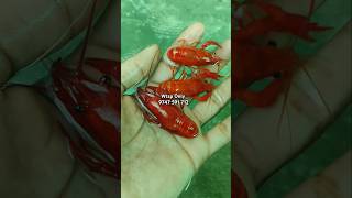 Orange crayfish breeding size amp semi size conform pairs available 💞 bigearguppy ഗപ്പിഹോബി [upl. by Sorel]