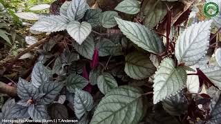 Hemigraphis Alternata Burmf TAnderson  Ornamental Plants  🇵🇦 Panama [upl. by Sisak]