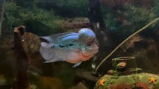 Flowerhorn Cichlid waiting for Lunch [upl. by Takashi84]