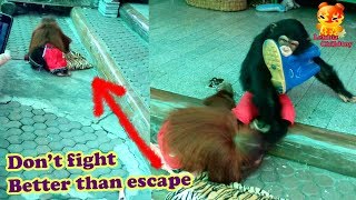 Orangutan Dont fight Better than escape [upl. by Loriner823]