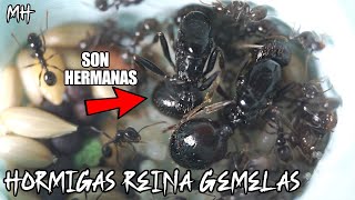 2 Hormigas Reinas hermanas empiezan a crear su hormiguero ❤️ El Mundo de las hormigas  Messor ants [upl. by Naujaj]