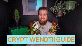 CRYPTOCORYNE WENDTII GREEN BROWN RED EASY AQUARIUM PLANT GUIDE [upl. by Mahgem867]