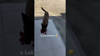 O Lakis Athletikos  myDogg Lakismydog funnyvideo comedy köpek oskilosmougreece [upl. by Pasahow]