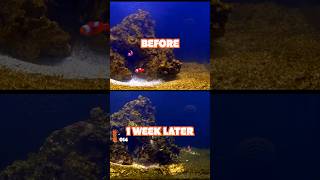 The Benefits of Adding Copepods to Your Reef Tank EARLY [upl. by Etna231]