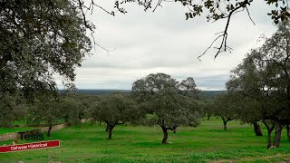 🌿🏞️ LAS DEHESAS HISTÓRICAS DE ANDALUCÍA TESOROS DE BIODIVERSIDAD Y CULTURA 🌳🐖 [upl. by Freudberg]