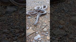 big size indian common krait venomous snake was left in isolation outside the village [upl. by Rianon251]