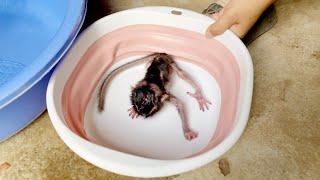 Morning Routine Monkey Clean Smallest Baby Monkey Shiba Before Feeding [upl. by Yreved]