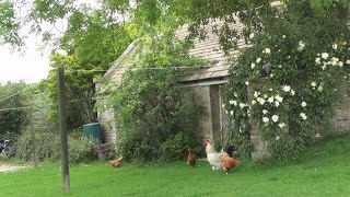 Parkinsons Walks Friday Vlog  Malmesbury Railway Branchline [upl. by Yemac]