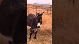 Hilarious donkey interview phonk music funny funnyvideo hilarious [upl. by Nivar]