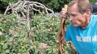 Back To Eden SECRETS revealed Paul Gautschi Talks about his Orchard [upl. by Ian]