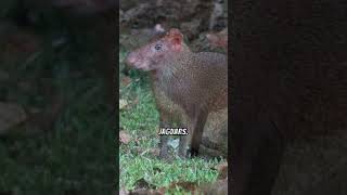 Facts about Agouti agouti [upl. by Milty]