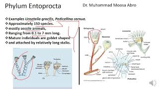 Phylum Entoprocta [upl. by Primrosa]