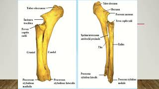 ANTEBRACHİUM  RADİUS ULNA [upl. by Pellet]