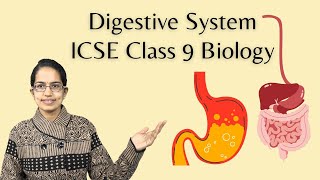 Digestive System  Buccal Cavity Small Intestine Large Intestine  ICSE Class 9 Biology [upl. by Mihalco]