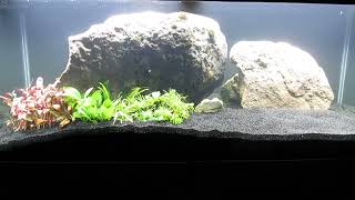 Green Plants to 75Gallon CO2Injected Aquascape 122123 [upl. by Letsirhc725]