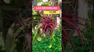 Conoce las bromelias sus cuidados y sus flores [upl. by Hudson]