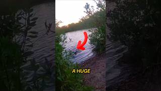 You Wont Believe How Close This Was Man Chased By Big Alligator shorts wildlife fishing [upl. by Novahs]