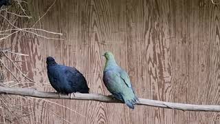 Japanese wood pigeon and Whitebellied wedgetailed green pigeon [upl. by Singer33]