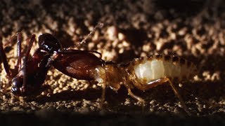 Ants Attack Termite Mounds  Natural World Ant Attack  BBC Earth [upl. by Erl831]