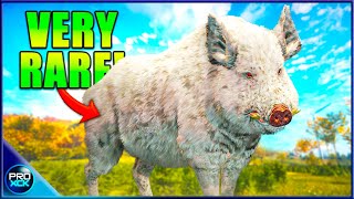 Albino Wild Boar  Visiting the Best Hotspots on Hirschfelden  theHunter Call of the Wild [upl. by Eilyak703]