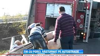 Un TIR încarcat cu 170 de porci sa rasturnat pe autostrada Bucureşti  Piteşti [upl. by Weisbart590]