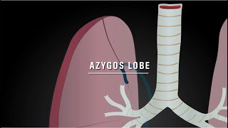 Azygos lobe notes [upl. by Luwana]