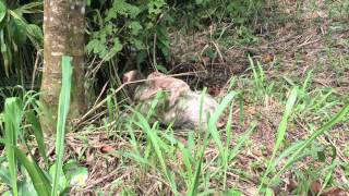 Sloth with Baby Crossing Road in Costa Rica [upl. by Geno]