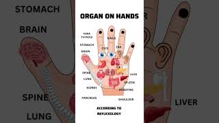 Organs on hands according to Reflexology 💖 [upl. by Urian672]