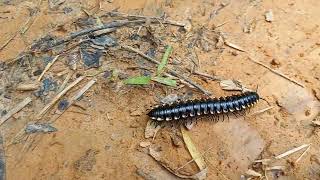 snake louse  name given to this centipede here in brazil piolho de cobra polydesmida natureza [upl. by Shermie]