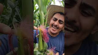 La Magia del Maíz Polinización y Crecimiento Naturalquot 🌽✨ campo plantas huerto vlog jardin [upl. by Galligan]