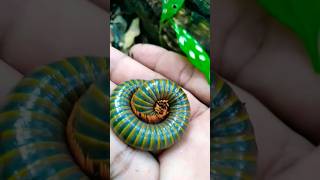 mencari tempat persembunyian kaki seribu millipede kakiseribu2 shorts [upl. by Eirrab]