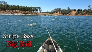 Chasing Striped Bass Boils in 105 Degrees Weather  New Hogan Lake [upl. by Adar31]